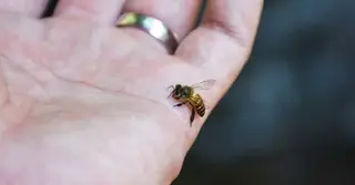 শরীরের ব্যথা কমাতে সাহায্য করবে মৌমাছির কামড়!
